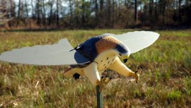 Balabán MOJO Hawk - Hawk