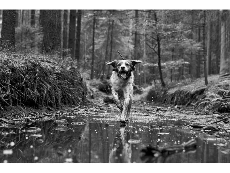Lokalizator GPS Dogtrace DOG GPS X30T 11